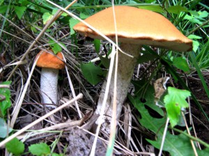 полезные свойства грибов 