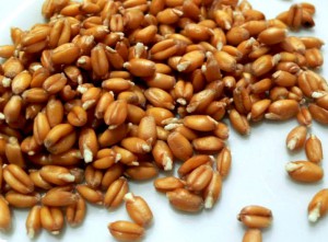 диета с пророщенной пшеницей